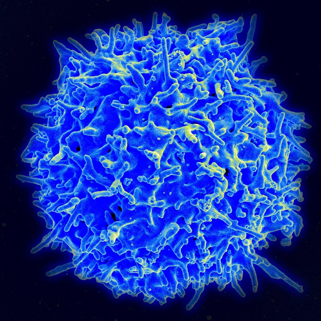 Healthy Human T-Cell